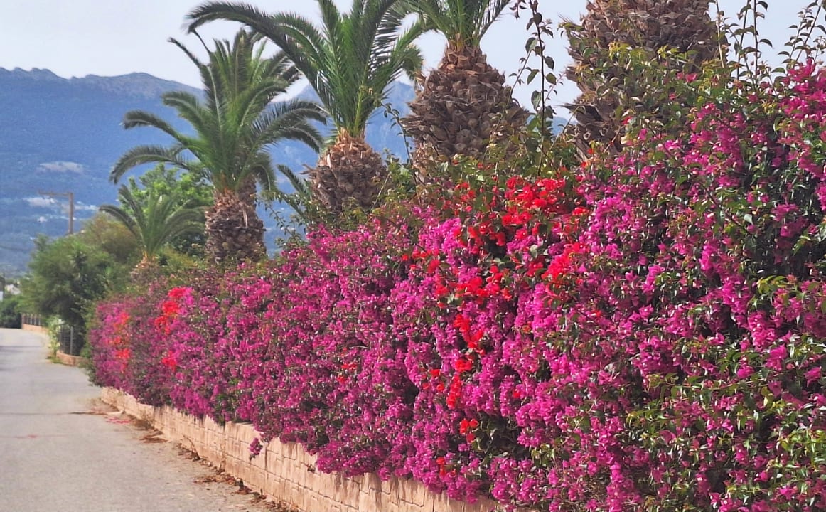 Gartenanlage Corali Hotel