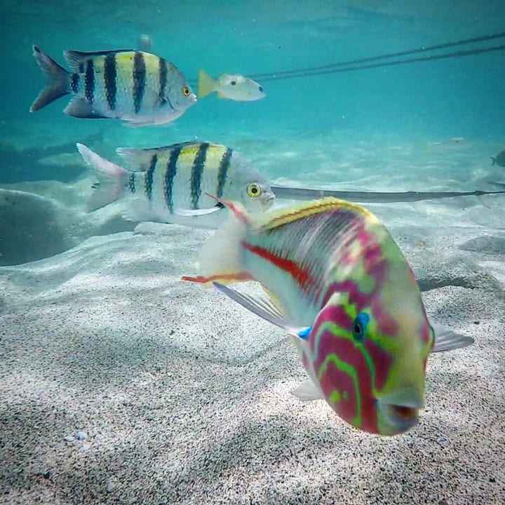 Strand Malikia Resort Abu Dabbab