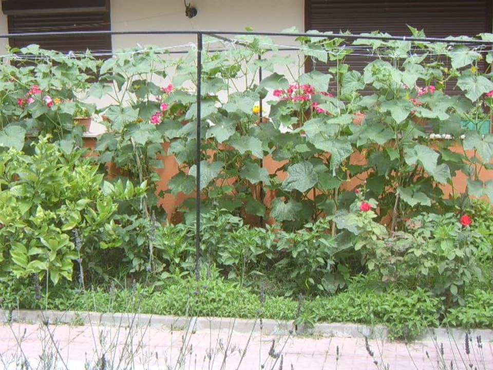 Außenansicht Özlem Garden Hotel