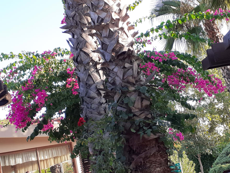 Gartenanlage Alba Resort Hotel