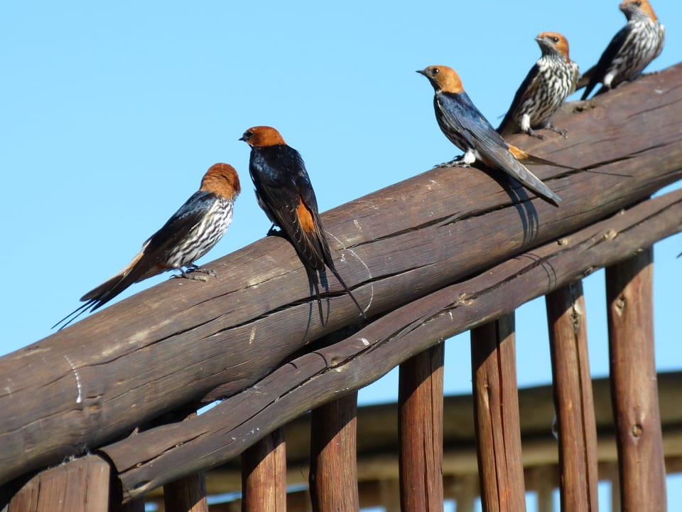 Begrüssungskomitee an der Bar Hotel Gunns Camp