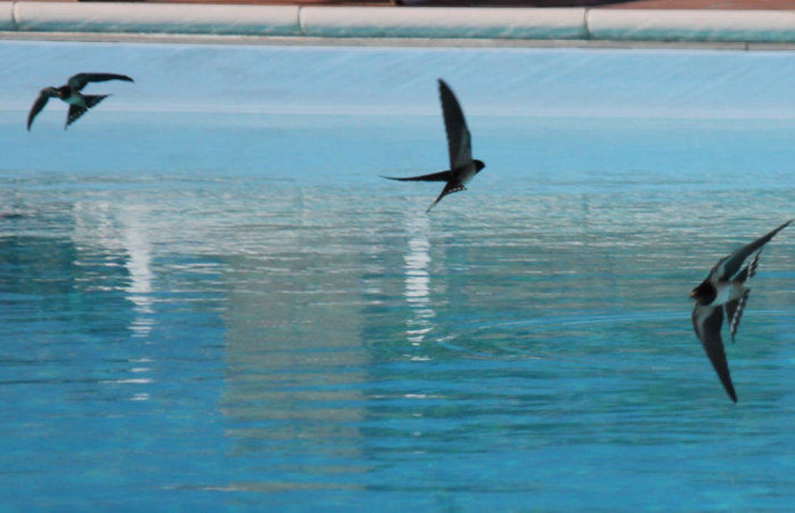 Il bagno delle rondini Agriturismo Podere del Vescovo