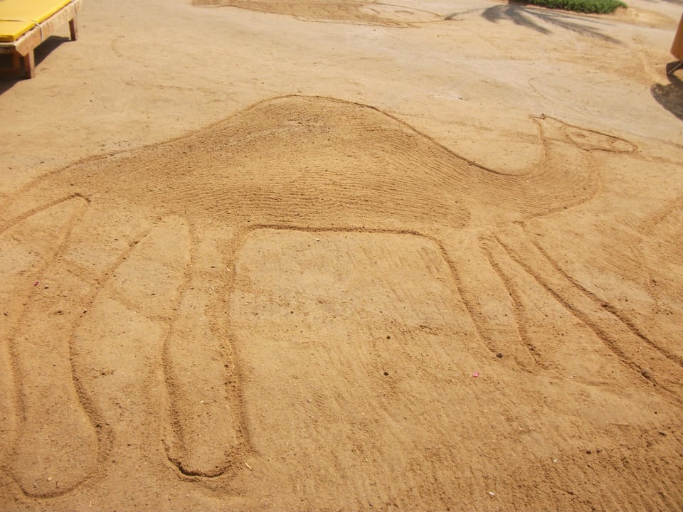 Kamelmotiv Desert Rose