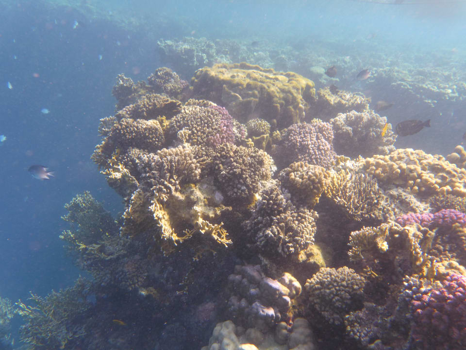 Sport & Freizeit Malikia Resort Abu Dabbab