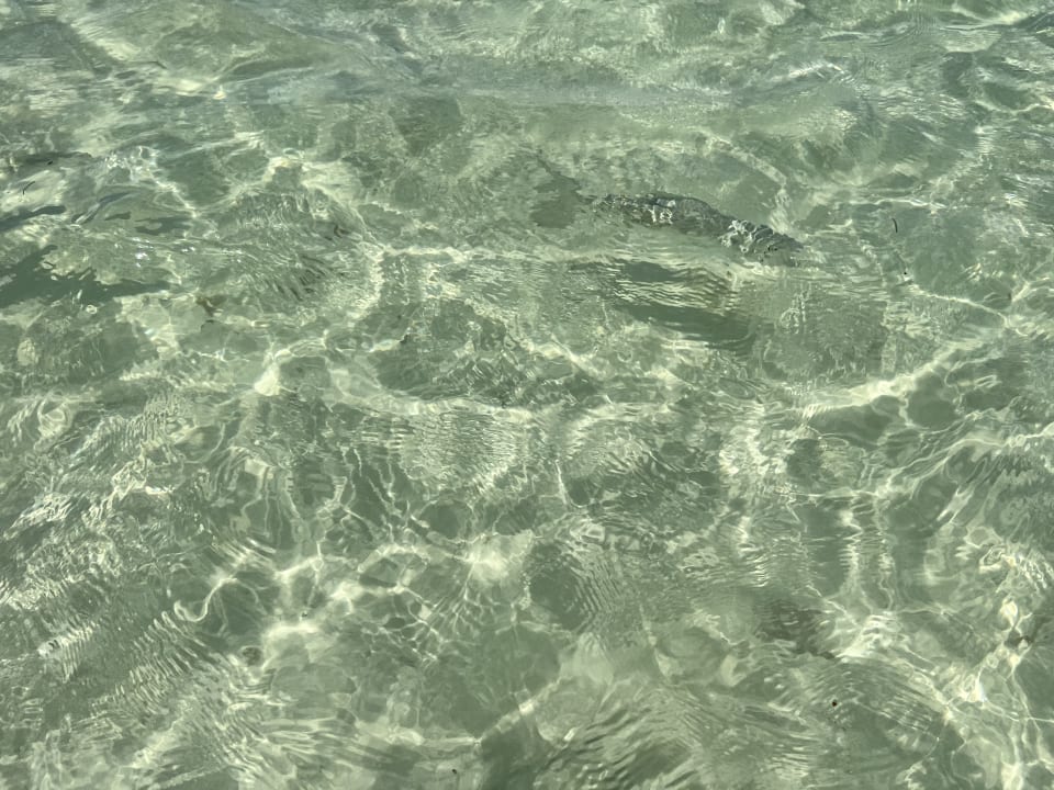 Strand Akumal Bay Beach & Wellness Resort