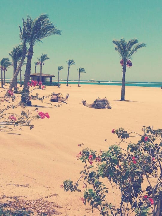 Strand von Nachbarhotel Hotel Sheraton Soma Bay Resort