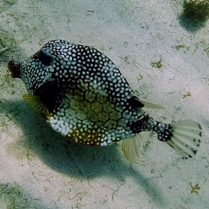 Strand Akumal Bay Beach & Wellness Resort