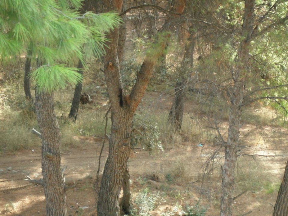 Blick vom Balkon Philoxenia Hotel