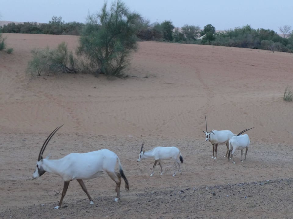 Oryx an der Ressortanlage Al Maha, A Luxury Collection Desert Resort & Spa