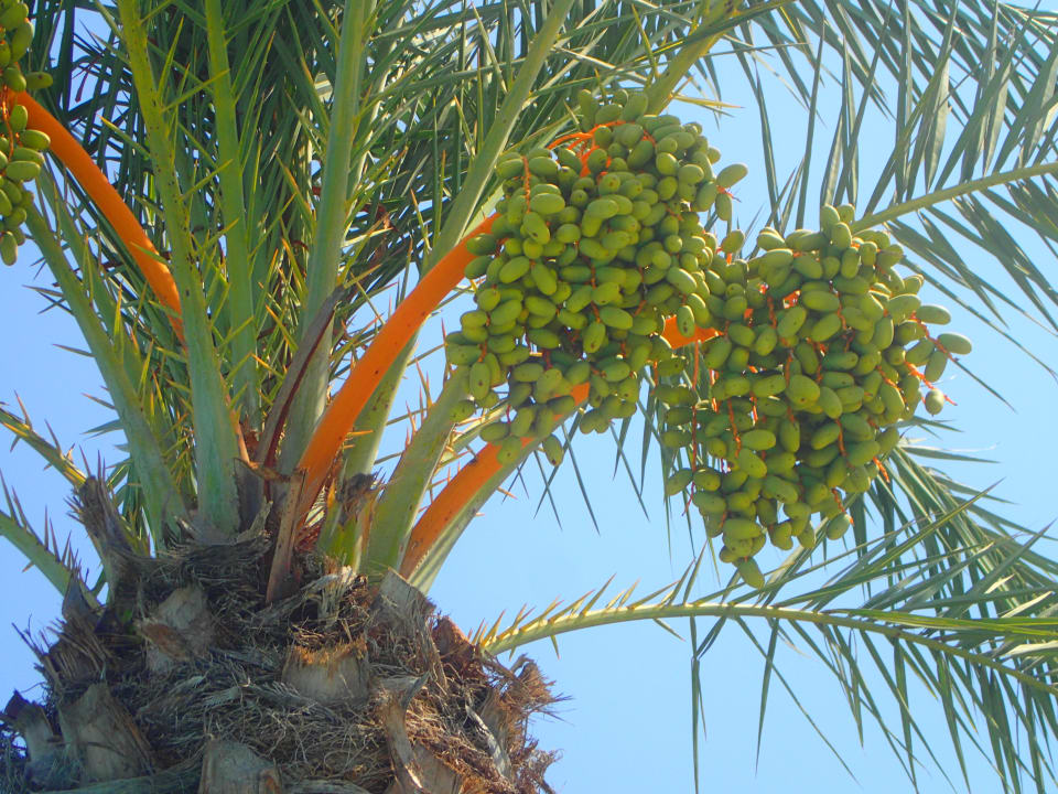 Gartenanlage Royal Seginus