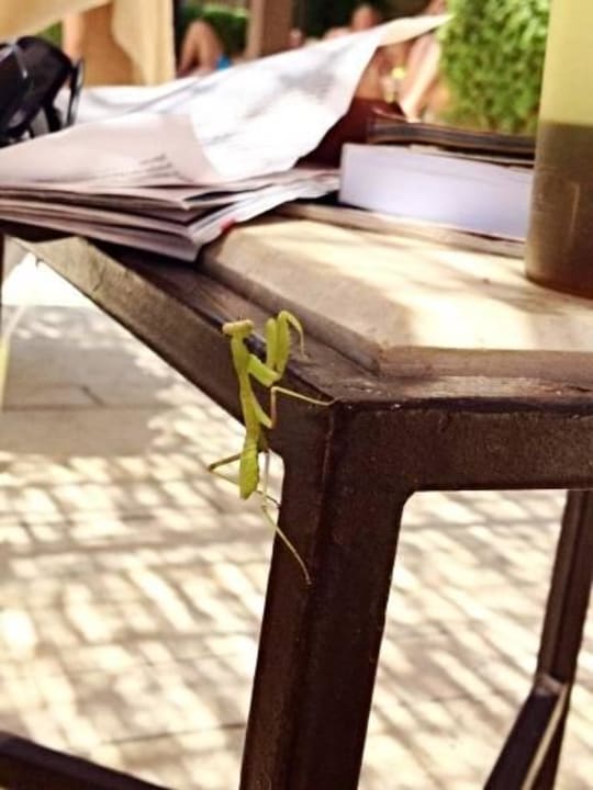 Tańczący owad na naszym stoliku JAZ Aquamarine Resort
