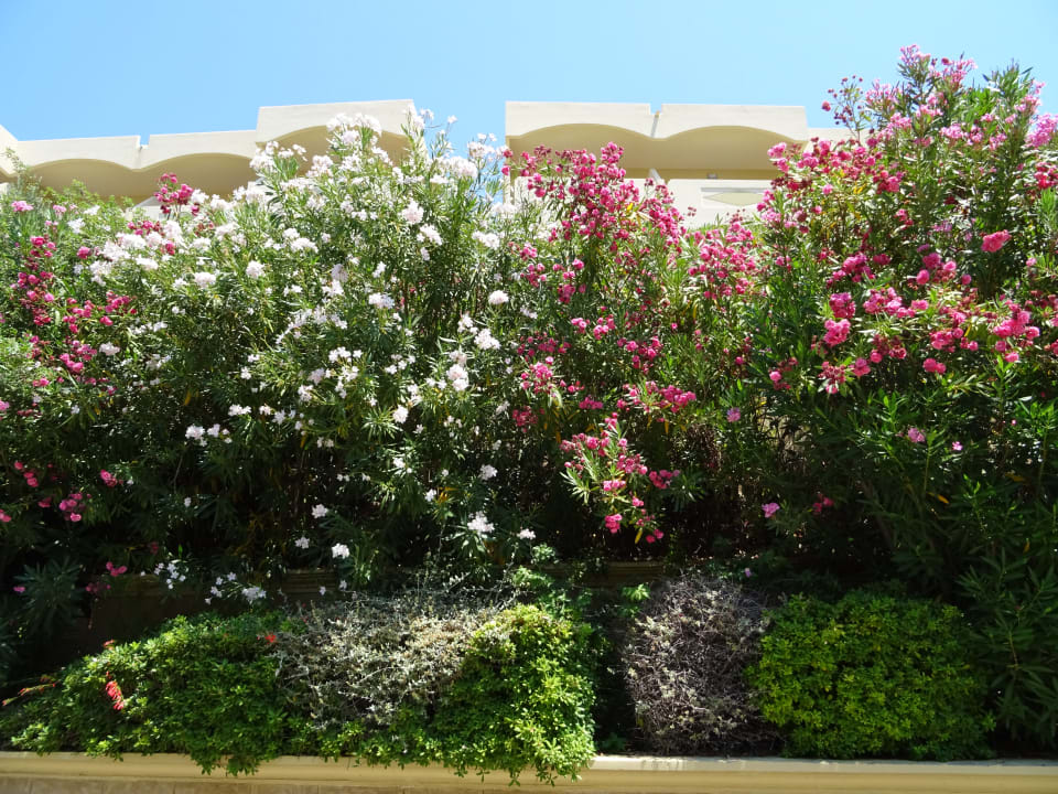 Gartenanlage Hotel Kalithea Horizon Royal