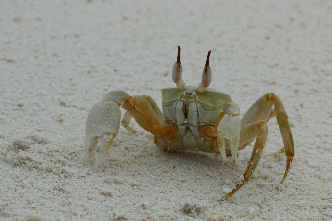 Mr. Crab  :-) Meeru Maldives Resort Island