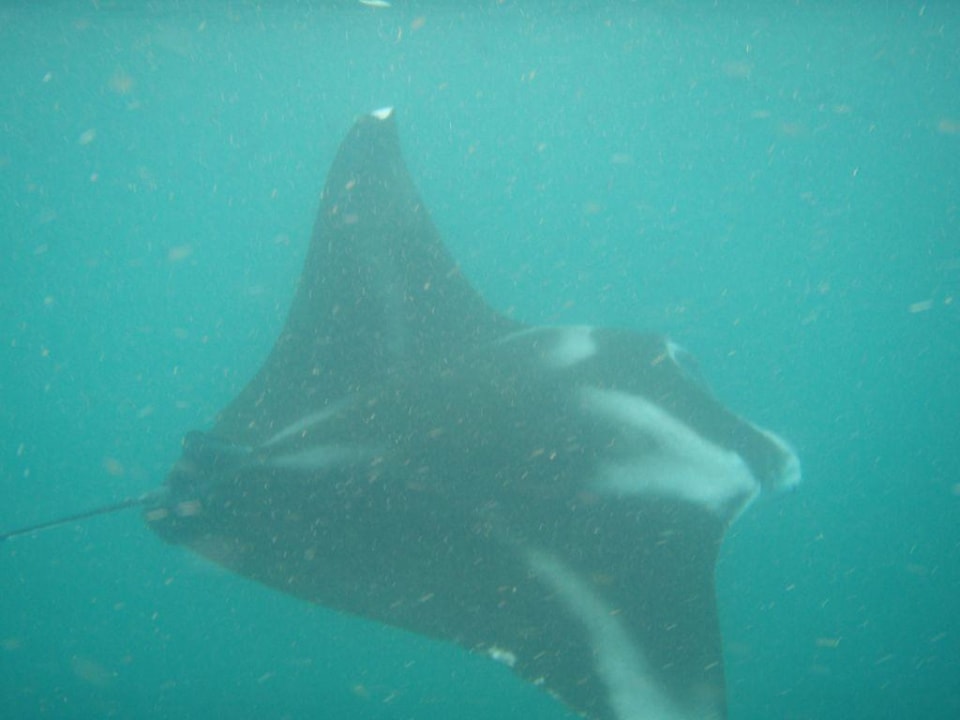 Manta Tour Summer Island Maldives