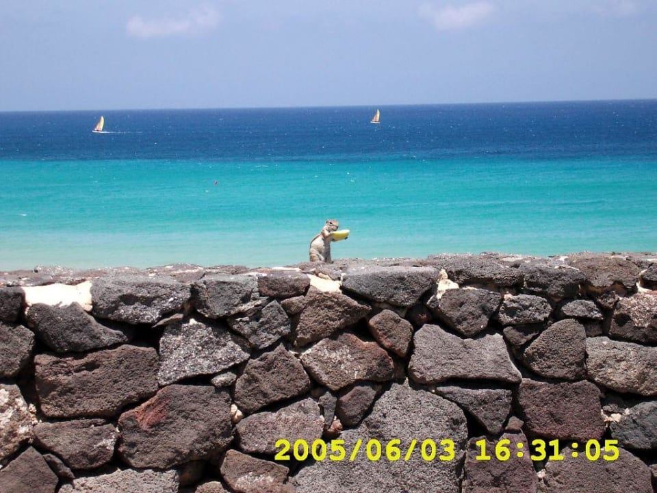 Ausblick vom Hotel auf den Strand Club Jandia Princess