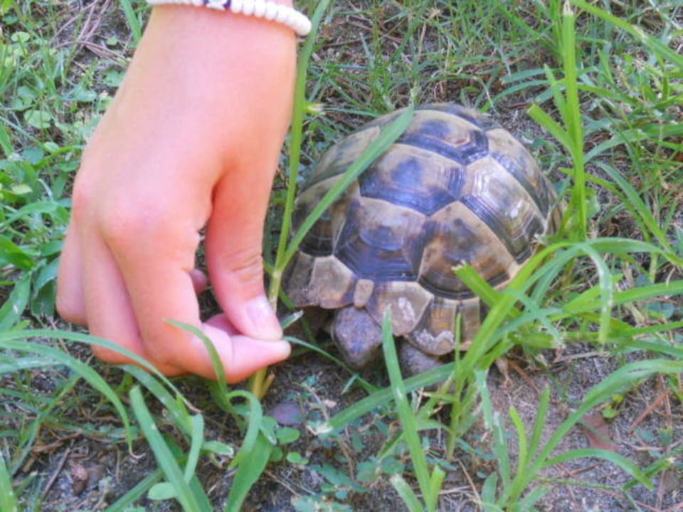 Tiere Asteria Family Belek