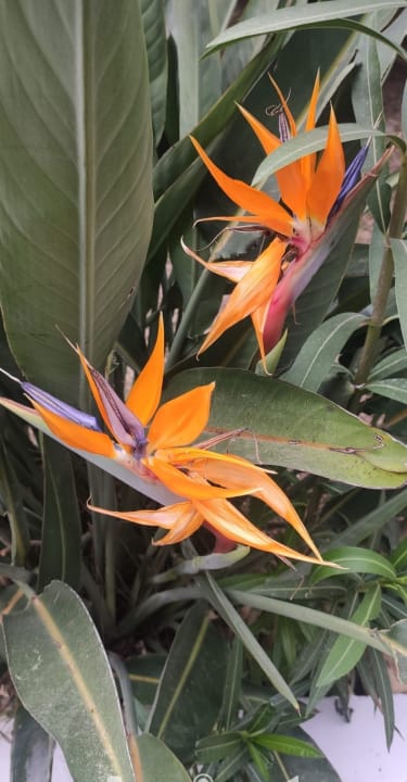 Gartenanlage Paloma Pasha