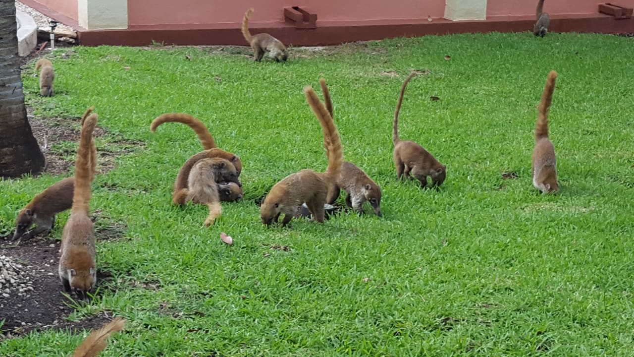 Gartenanlage Hotel Riu Tequila