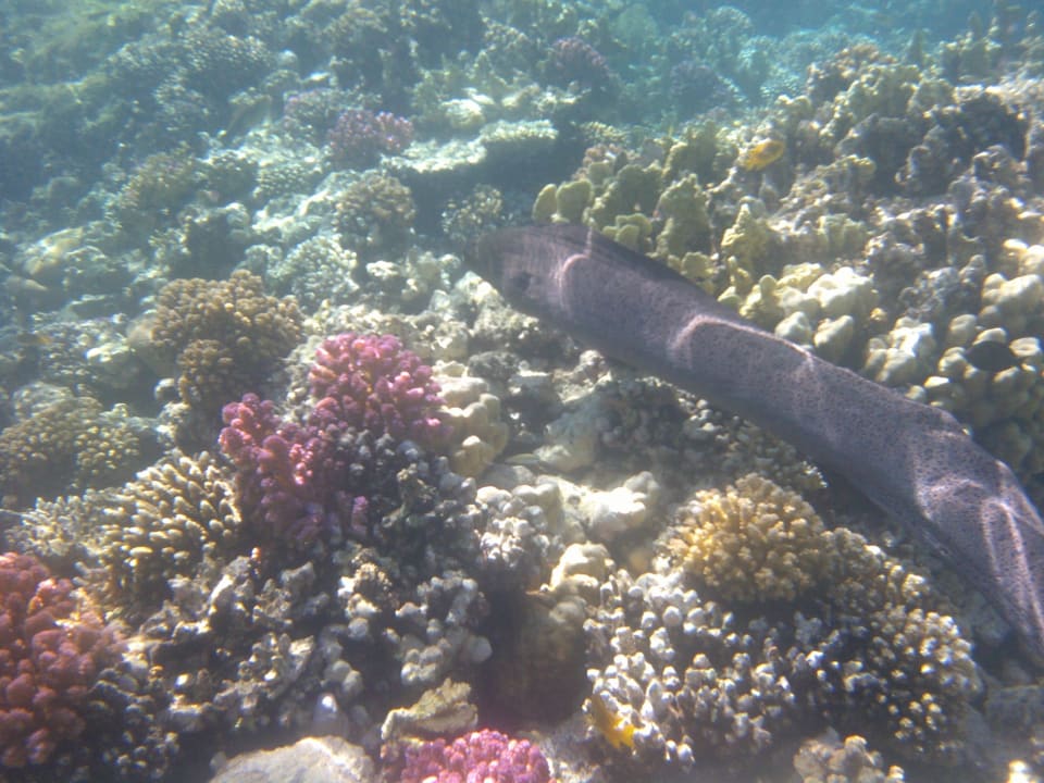 Strand Makadi Spa - Adults only