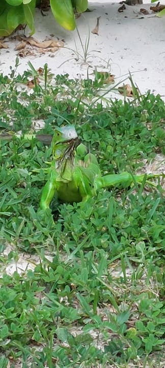 Sonstiges Hotel Riu Playacar