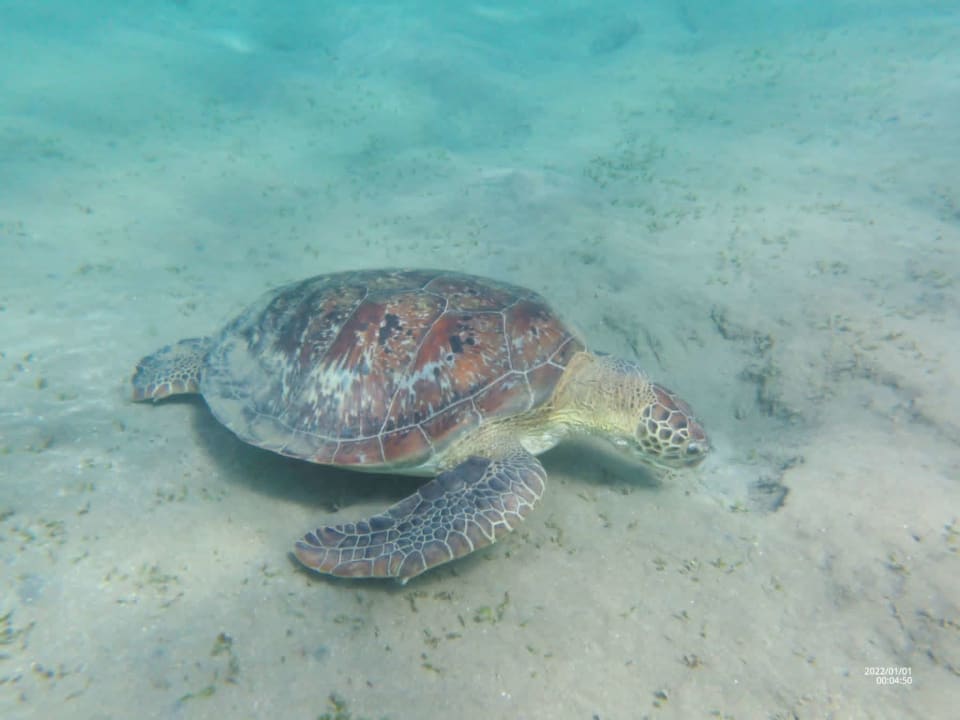 Sonstiges Shams Alam Beach Resort