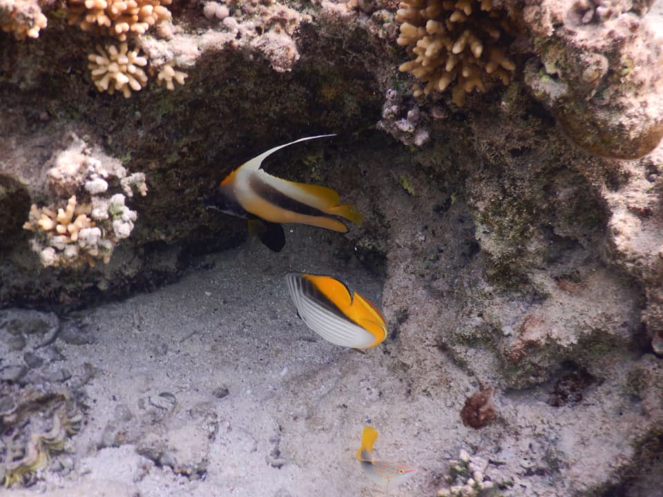 Sport & Freizeit Radisson Blu Resort, El Quseir