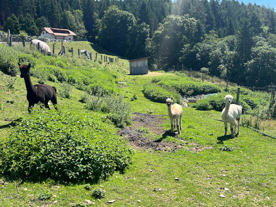 Gartenanlage Familien Resort Petschnighof - Familotel Kärnten