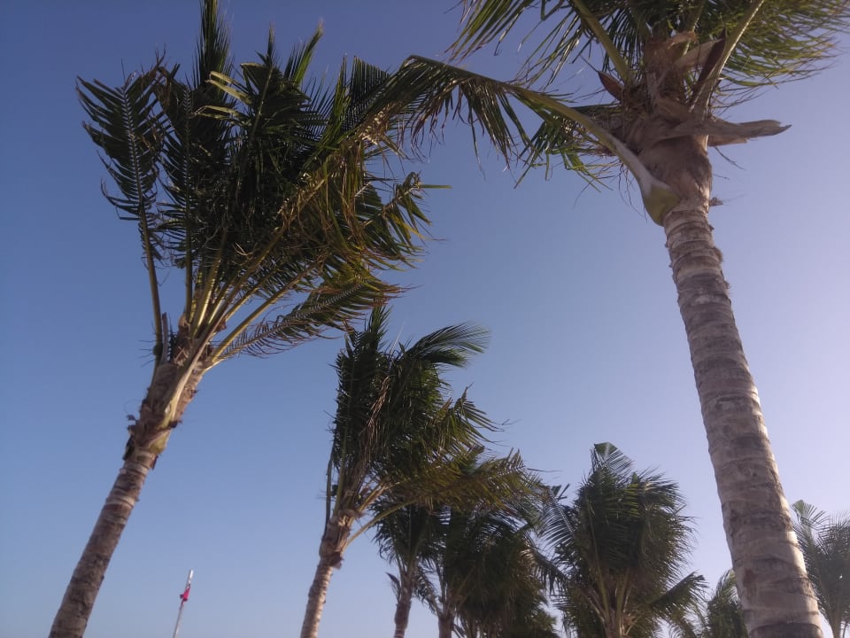 Gartenanlage Hotel Riu Dunamar