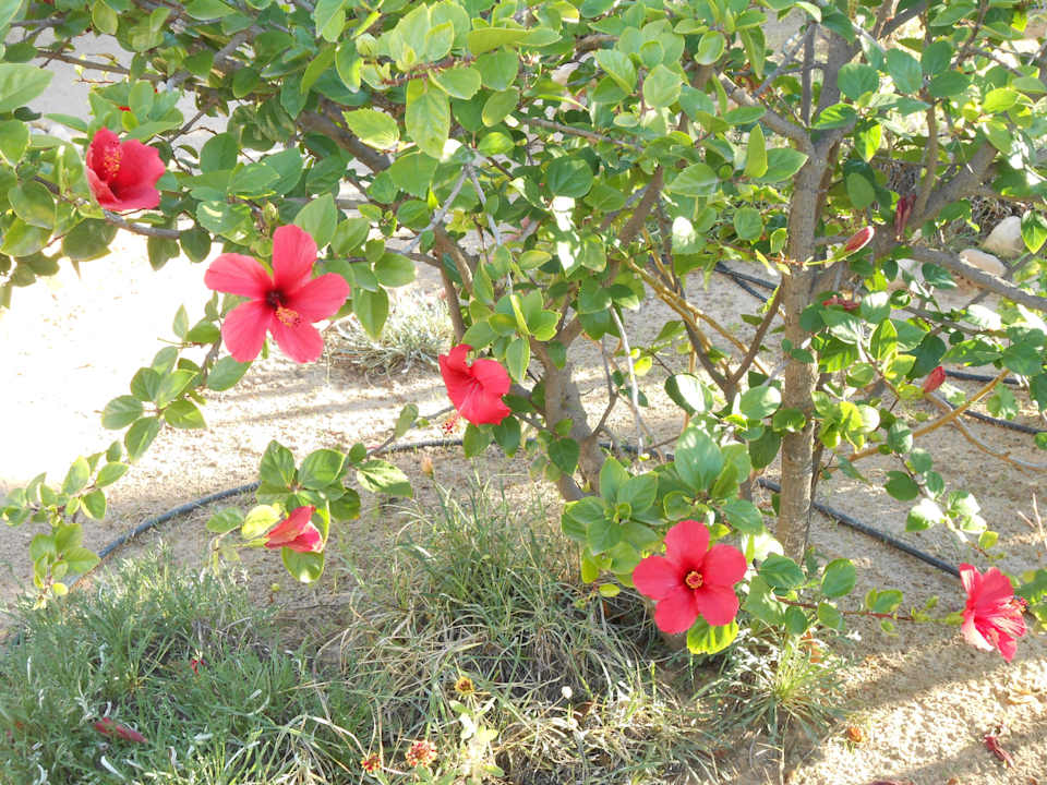 Hibiskus im Dezember dank der fleissigen Gärtner Iberostar Waves Mehari Djerba