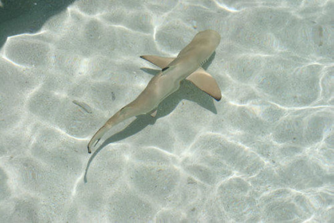 Spitzl, der Meter-Hai direkt am Strand Meeru Maldives Resort Island