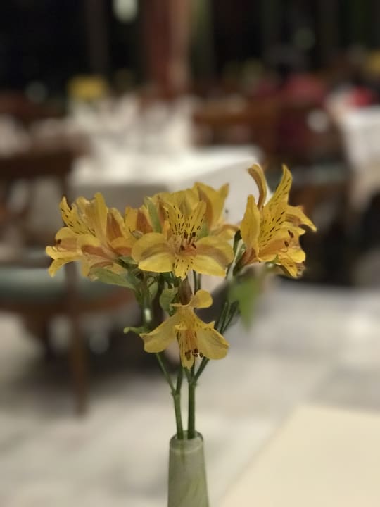 Gastro JOIA Paraiso by Iberostar