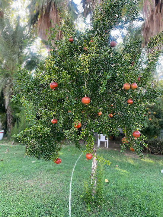 Gartenanlage Labranda Alantur Resort