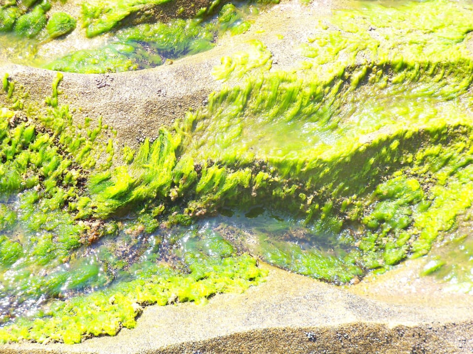 Nicht gut Dizalya Palm Garden