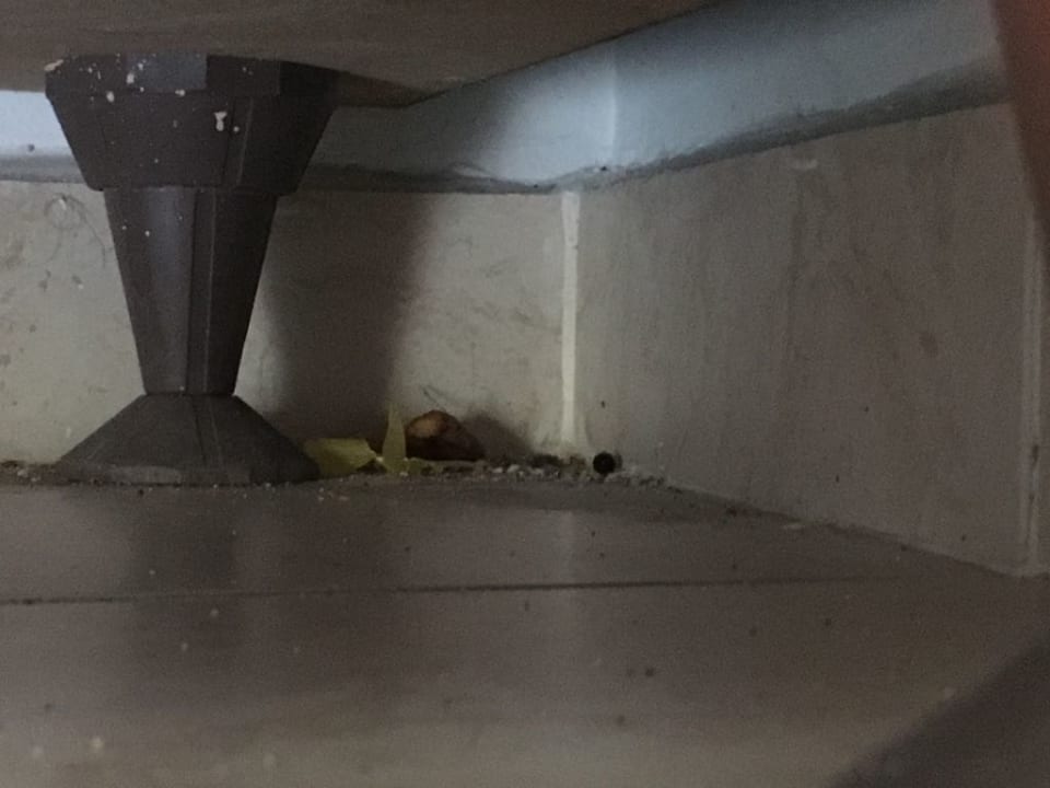 Zimmer Hotel Kleopatra Royal Palm