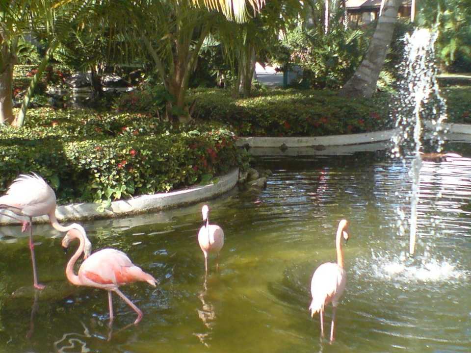 Flamingo Grand Palladium Select Bávaro Resort & Spa