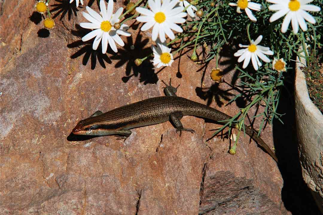 Skink Kalahari Bush Breaks Lodge