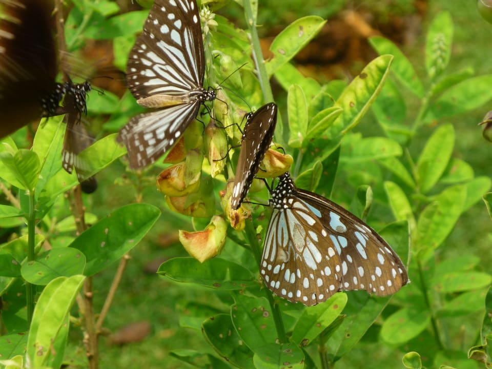 Gartenanlage Hotel Abad Turtle Beach