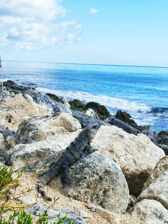 Strand TRS Yucatan Hotel - Adults only
