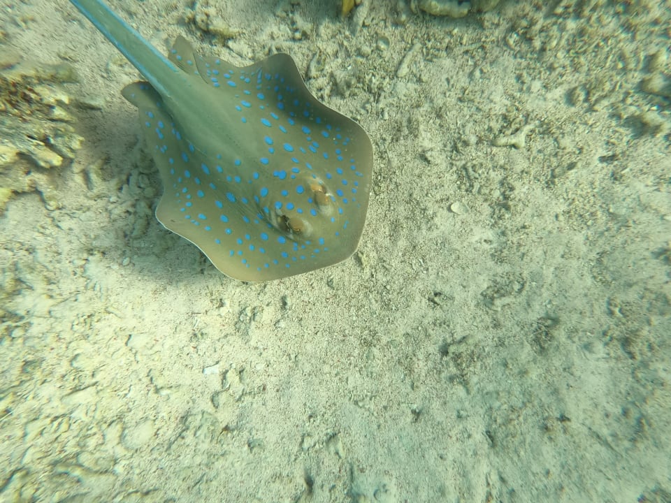 Strand Hotel Sheraton Soma Bay Resort