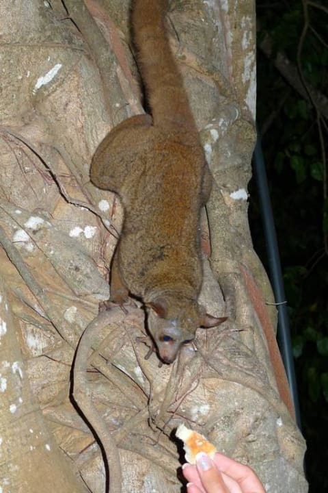 Buschbaby Hotel Papillon Lagoon Reef