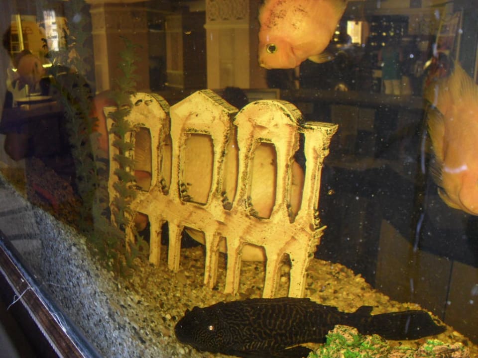 Aquarium an der Rezeption Tac Premier Hotel & Spa