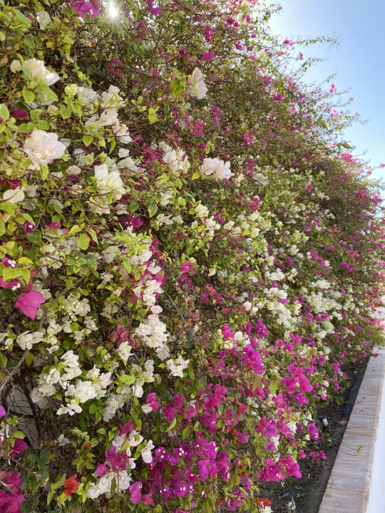 Gartenanlage Fort Arabesque Resort, Spa & Villas