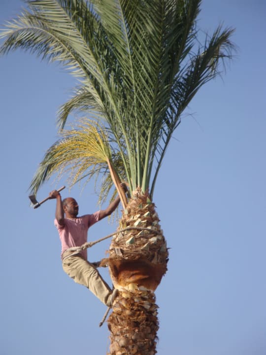 Sollte schwindelfrei sein Beach Albatros Resort