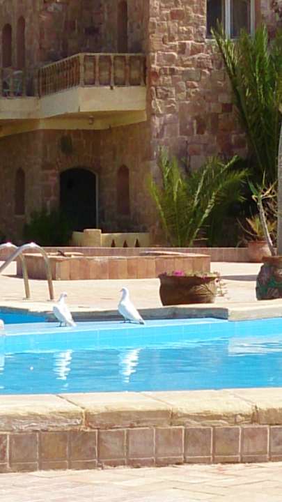 Peace pigeons at the pool Sea Hug Resort