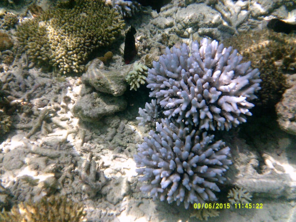 Coral Garden Embudu Embudu Village