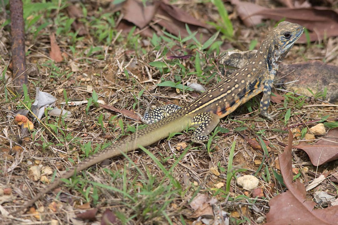 Hotel Berjaya Langkawi Beach & Spa Resort Berjaya Langkawi Resort