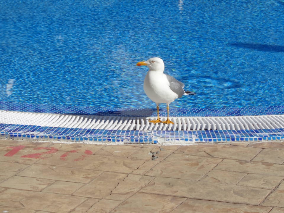 Besuch am Pool HI Hotels Imperial Resort