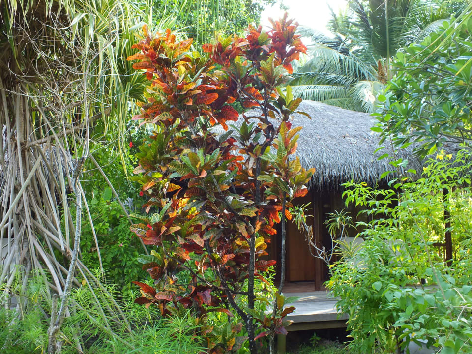 Traumhafter Garten Kuramathi Maldives