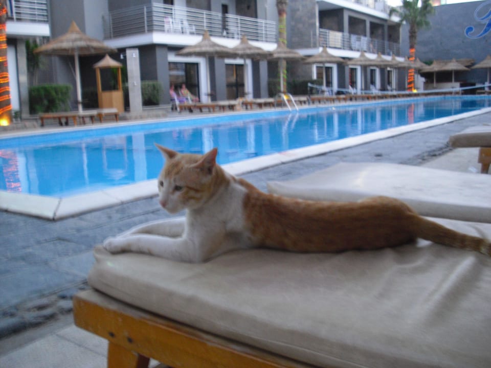 Basen o 7h nad ranem Seagull Beach Resort