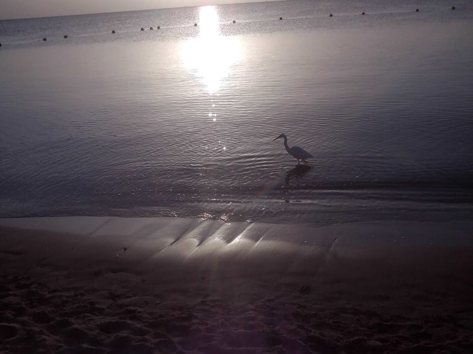 Strand Jaz Soma Beach